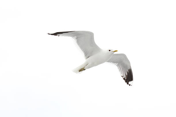 Photo of Seagull in the sky