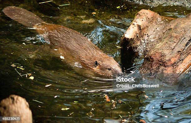 Castoro Canadese Castore Canadensis Wild Animal Nuoto Dam - Fotografie stock e altre immagini di Castoro