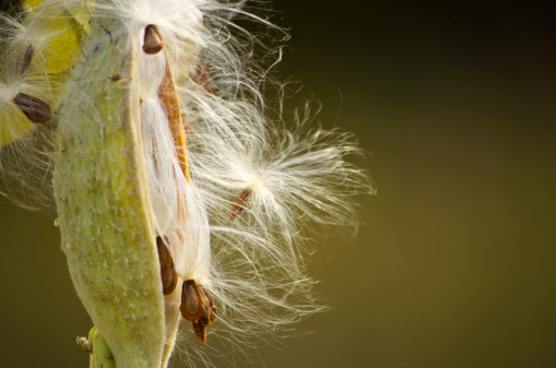An autumn milkweed pod releasing its seeds