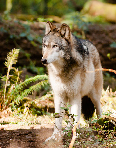 istock North American Timberwolf Wild Animal Wolf Canine Predator Carnivore 455230543
