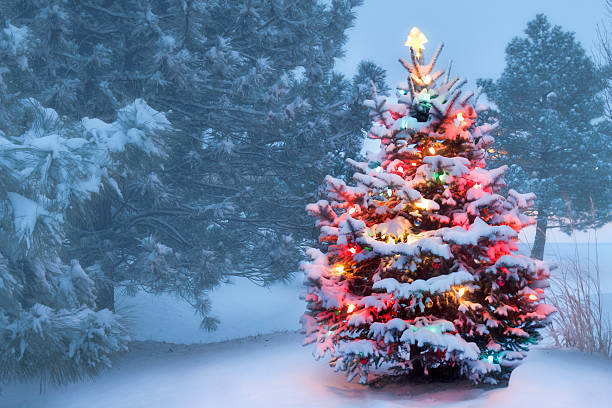 This Tree Glows Brightly On Snow Covered Foggy Christmas Morning stock photo