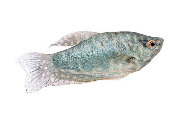 Blue Gourami aquarium fish isolated on white Blue Gourami freshwater aquarium fish isolated on white trichogaster trichopterus stock pictures, royalty-free photos & images