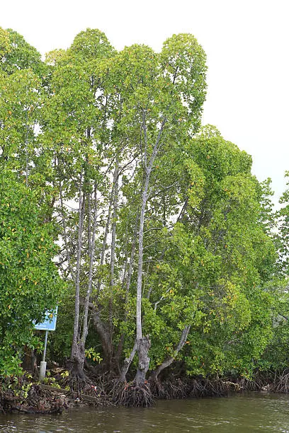 Mangrove Thailand