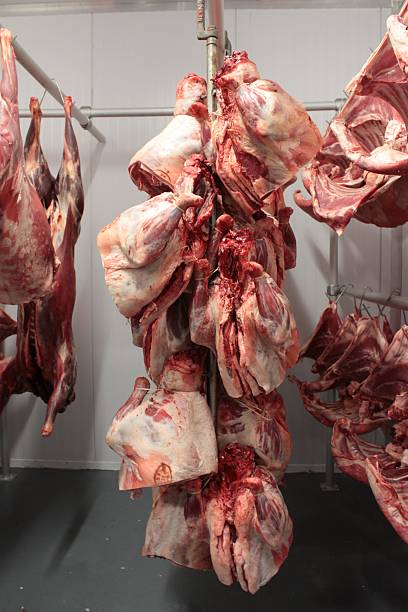 istock lamb meat hanging in butchers 455236447