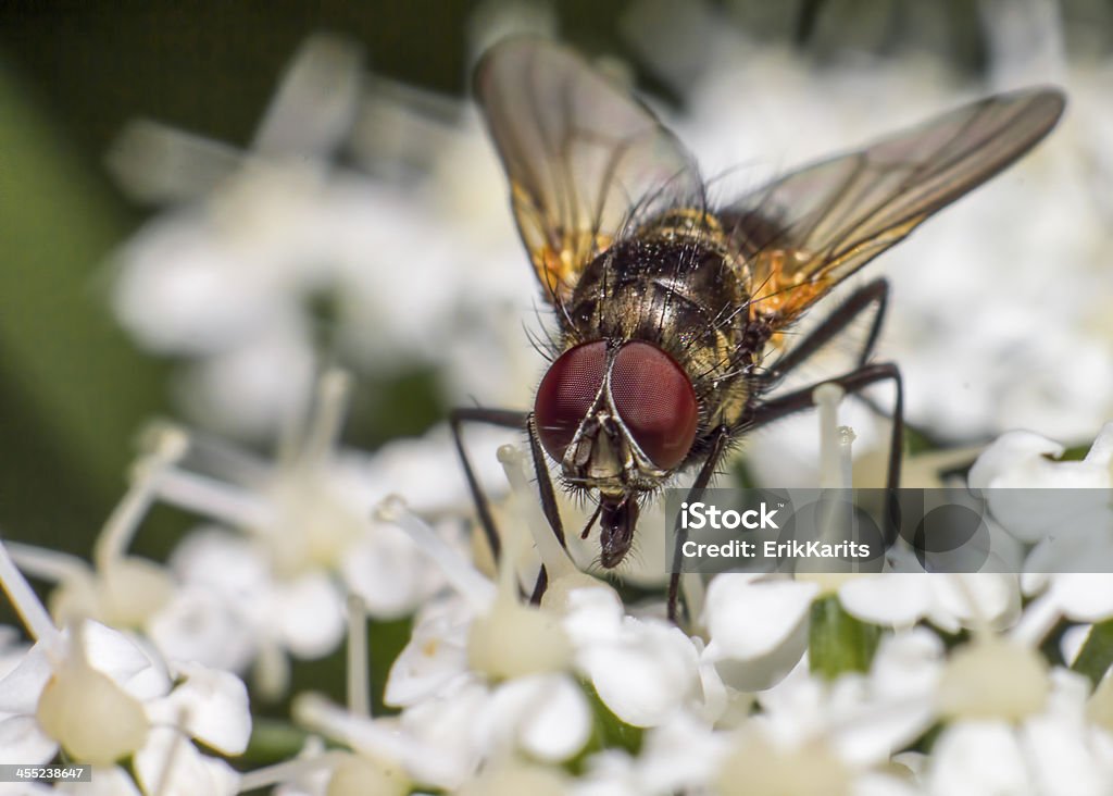 Portrait of a  Muscid Fly Animal Stock Photo
