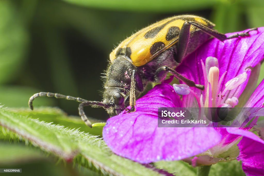 The blackspotted Kleszcze wsparcie beetle (Rhagium mordax) - Zbiór zdjęć royalty-free (Szarańcza)