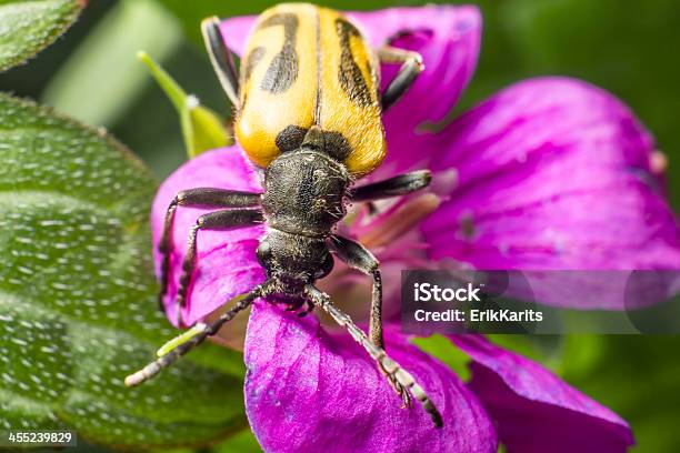 Photo libre de droit de Le Blackspotted Pinces Soutien Coléoptère banque d'images et plus d'images libres de droit de Animal invertébré