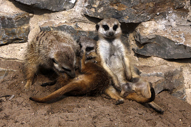 istock Meerkat Family with baby 455240103
