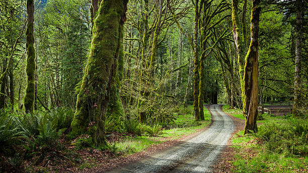 istock deep forest in Elwha River Trail, Olympic national park 455244593