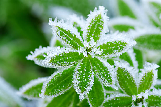 grüne gras im hoarfrost - crystals of frost stock-fotos und bilder