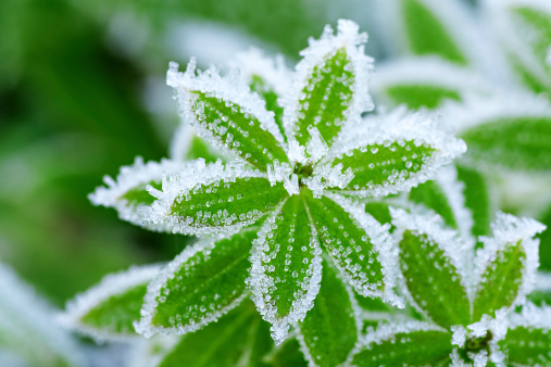 Frost on a fallen leaf.