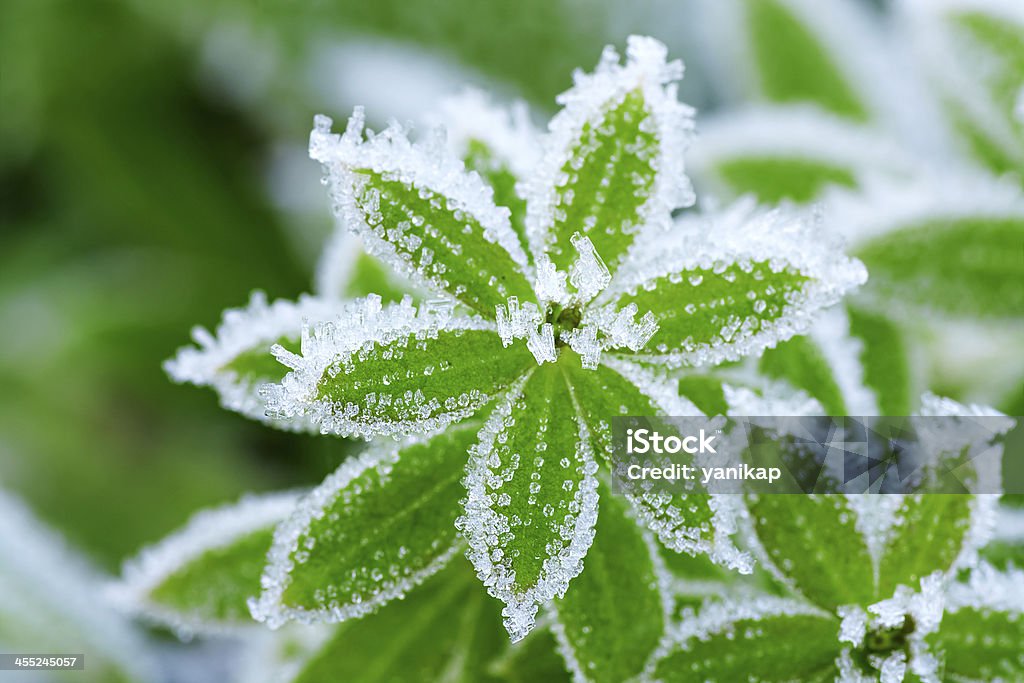 green grass in hoarfrost abstract background from a grass covered with hoarfrost Plant Stock Photo