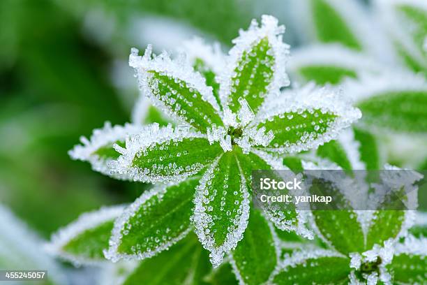 Green Grass In Hoarfrost Stock Photo - Download Image Now - Plant, Frost, Winter