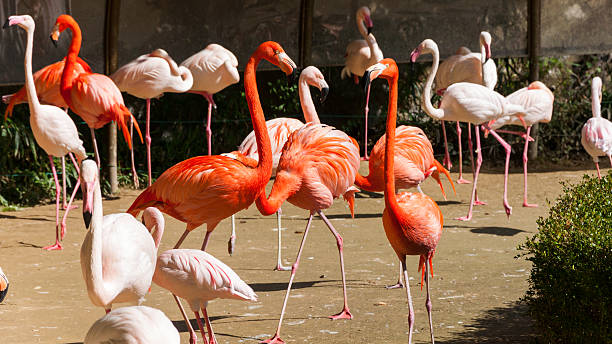 maggiore flamingoes - clipped wings foto e immagini stock