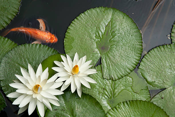 poisson rouge dans l'étang aux lotus - lotus single flower water lily water photos et images de collection