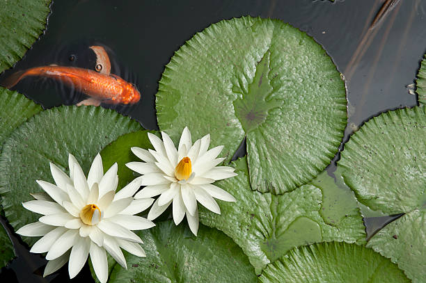 pesce rosso in lotus pond - water lily foto e immagini stock