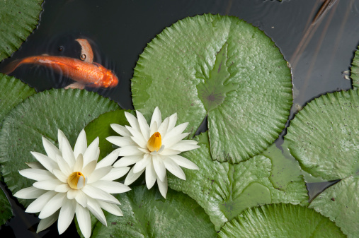 Water lilies in pond