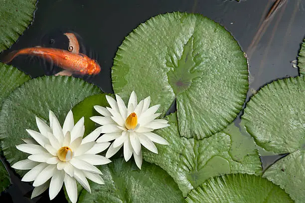 Water lilies in pond