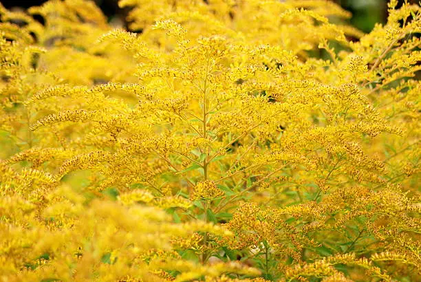 Golds and yellows highlight the delicate fronds of this Autumn coloured herbaceous plant.