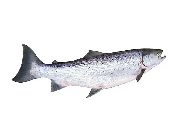 big salmon on white background