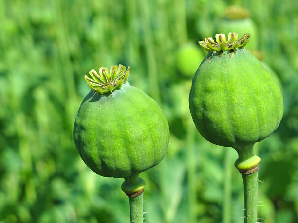 istock Opium poppy close up 455247173