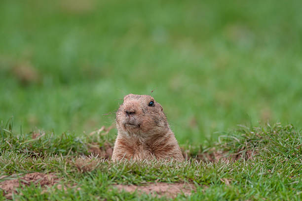 A groundhog taking a peek from a hole stock photo