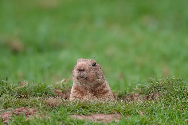 Photo of A groundhog taking a peek from a hole