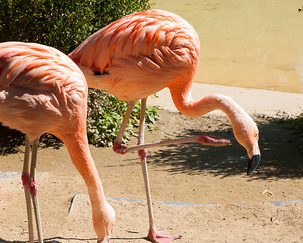 mayor flamingoes - clipped wings fotografías e imágenes de stock