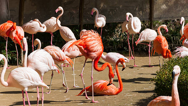 mayor flamingoes - clipped wings fotografías e imágenes de stock