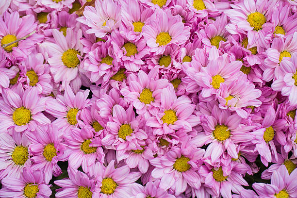 gros plan de chrysanthèmes, fond rose - christs photos et images de collection
