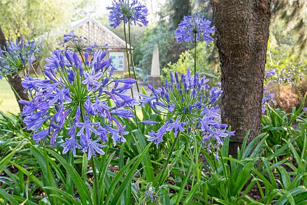 African Lily (Agapanthus) in the park.