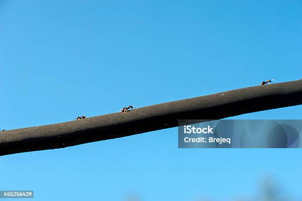 Ants 마칭 검은색 운항선 0명에 대한 스톡 사진 및 기타 이미지 - 0명, 가위개미, 곤충
