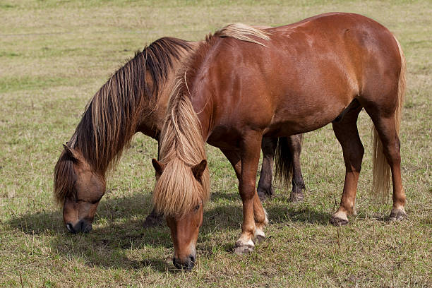 istock Icelandic Horses Companionship 455257109