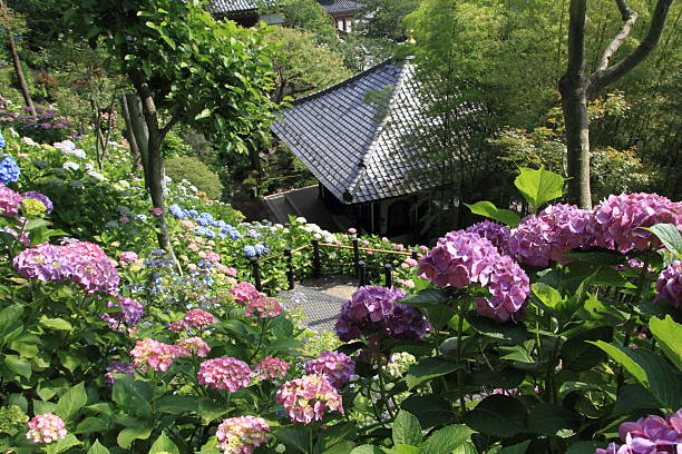 hortensia dans temple hase, kamakura - kamakura photos et images de collection