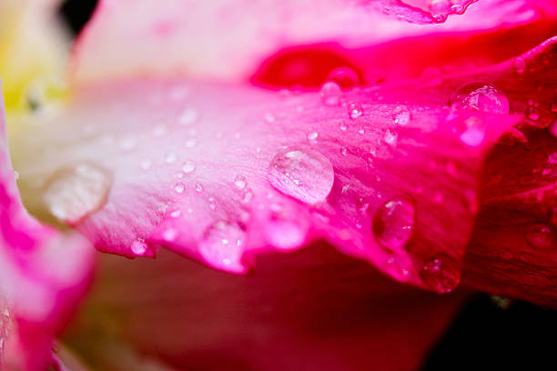 istock Water drops on a red fuchsia flowers 455271617
