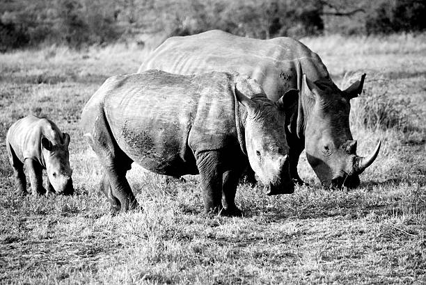 istock Rhino's in Africa 455271721
