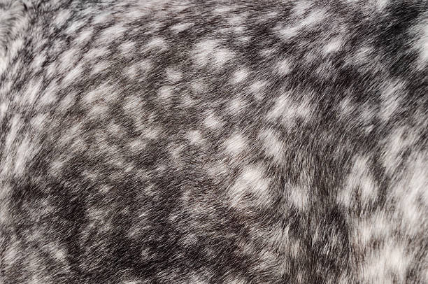 istock Horse coat of dapple-grey color 455272927