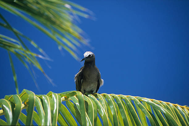 Bird in Polynesia stock photo
