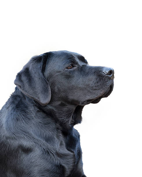 若い女性のポートレートラブラドールレトリバー - dog black labrador retriever animal nose ストックフォトと画像
