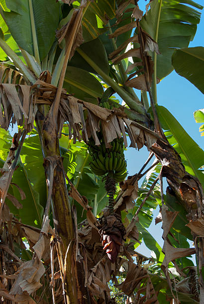 planta de banana - ampefy imagens e fotografias de stock