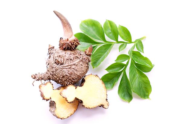 Konjac, Elephant yam, Stanley s water-tub stock photo