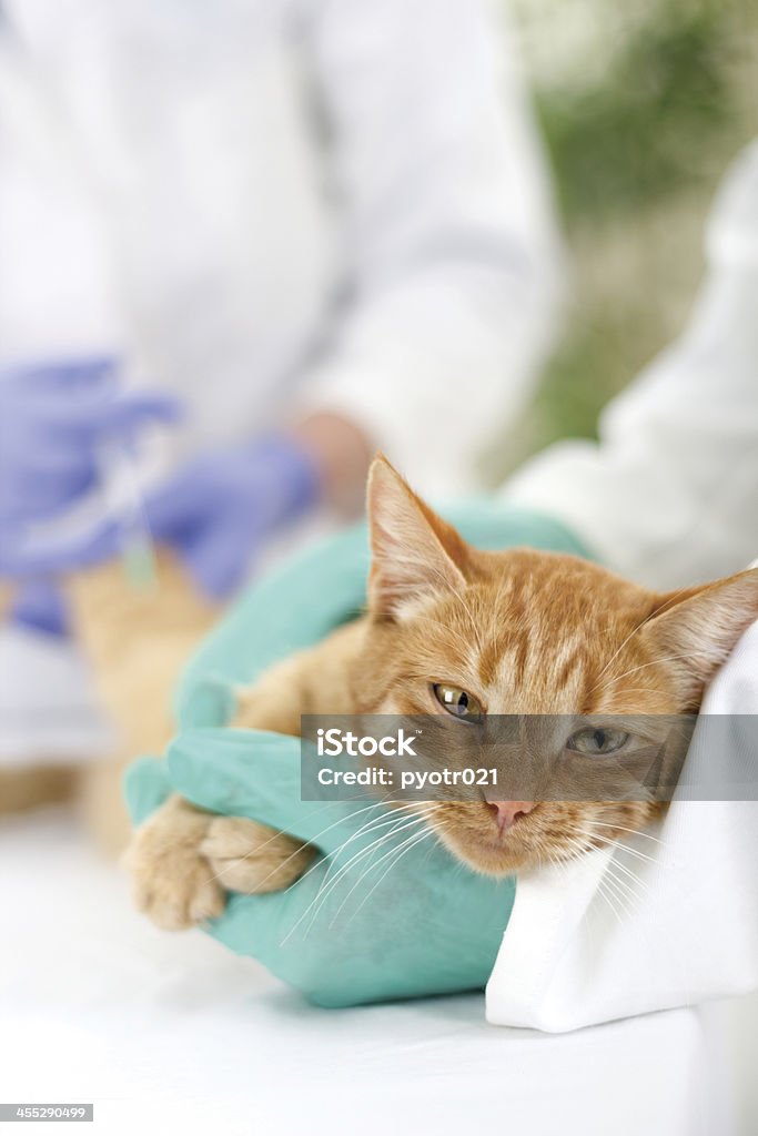 Veterinario pronto per la revisione di un piccolo gatto - Foto stock royalty-free di Abbigliamento