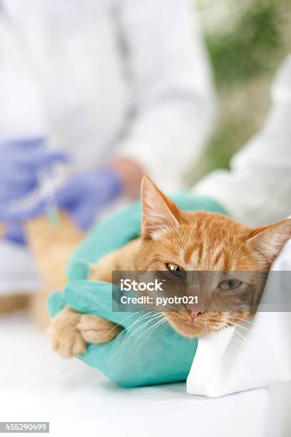 Veterinario Pronto Per La Revisione Di Un Piccolo Gatto - Fotografie stock e altre immagini di Abbigliamento