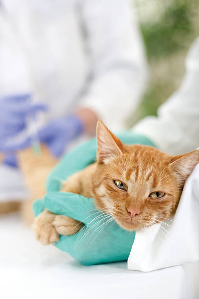 istock vet  ready for review  a little cat 455290499