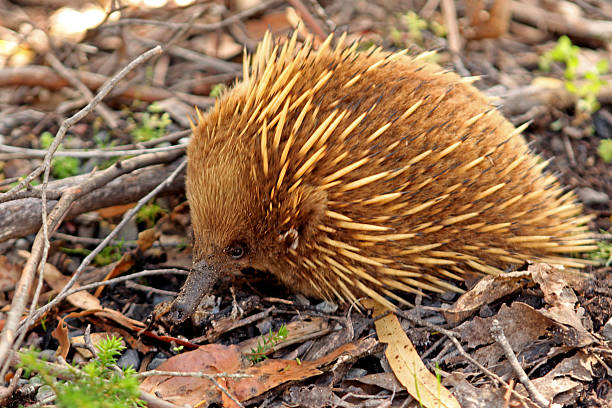 Echidna in the wild. Tasmania, Australia