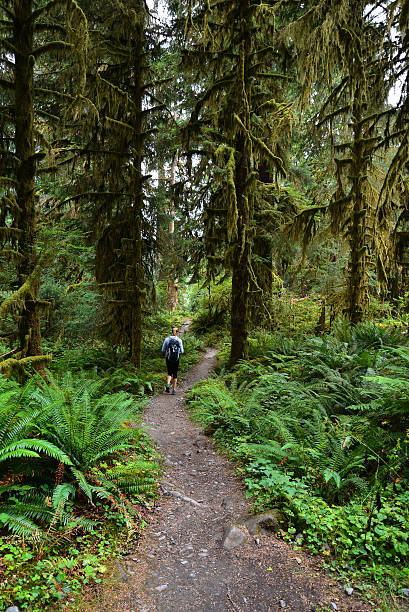 istock Hiking in the Hoh Rainforest 455294595