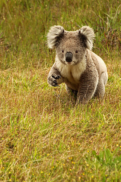 Koala on The Grass in Great Otway NP in Australia Wild koala walking on the ground. Great Otway NP, Great Ocean Road, Australia. koala walking stock pictures, royalty-free photos & images