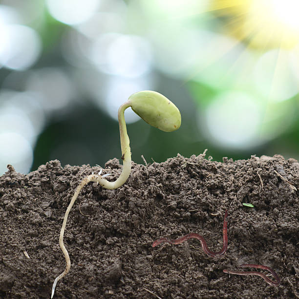 small bud growing with Earthworm stock photo