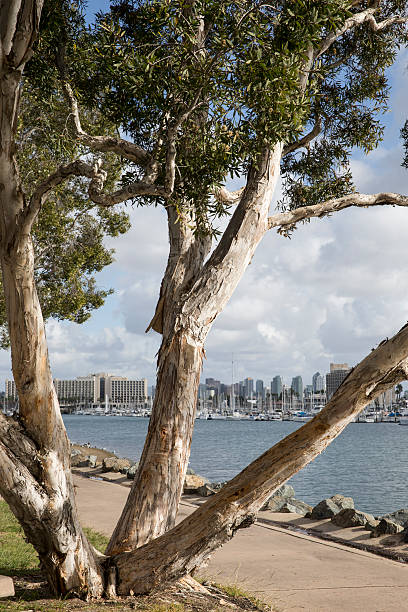 istock San Diego Harbor California 455296559