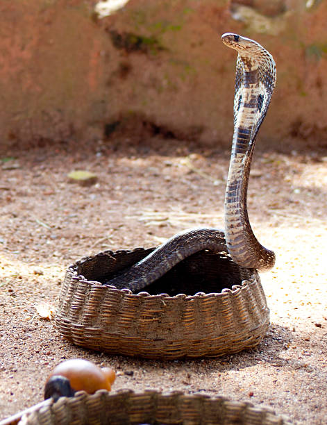 Cobra Basket A snake charmers Cobra in a traditional basket, snake hood stock pictures, royalty-free photos & images